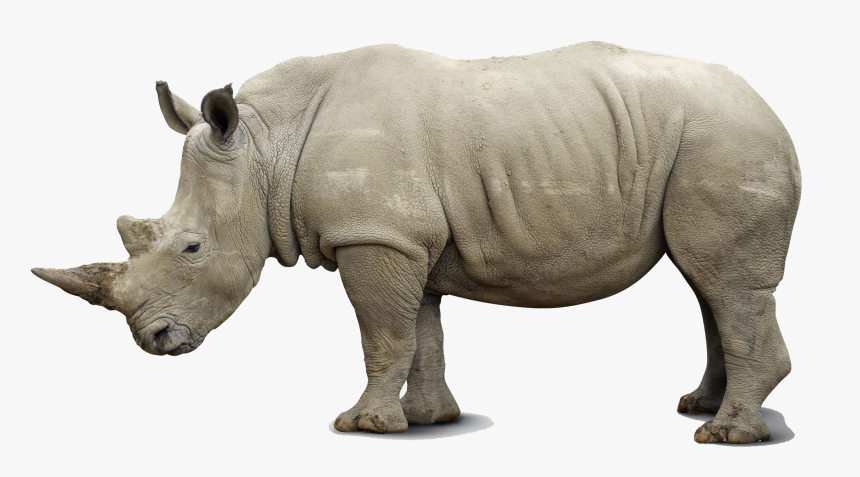 Rhino Png Pics - Side View Of A Rhino, Transparent Png