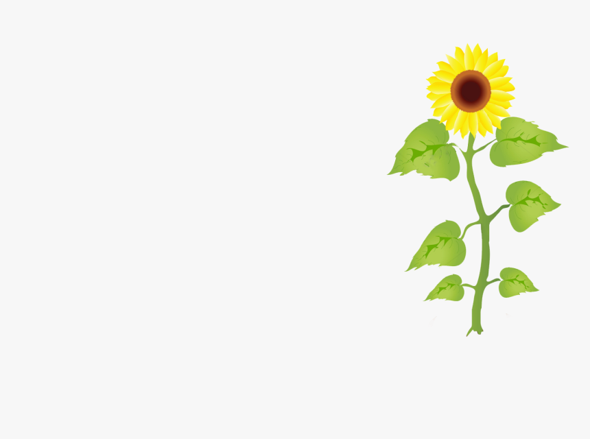 Transparent Growing Plant Clipart - Crecimiento De Los Girasoles, HD Png Download