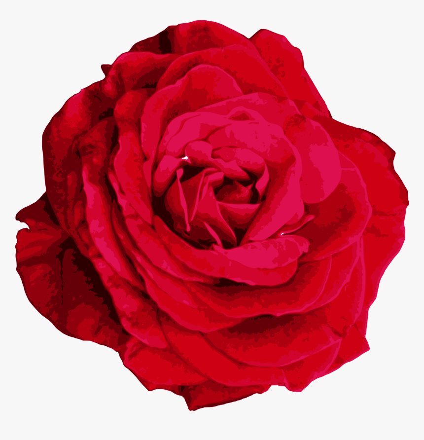 Hybrid Tea Rose, HD Png Download , Transparent Png Image - PNGitem