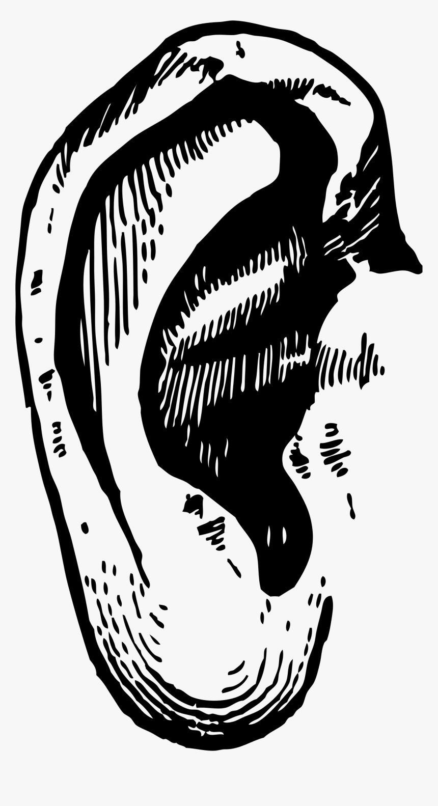 Black Ear Png - Png Ear Illustration, Transparent Png