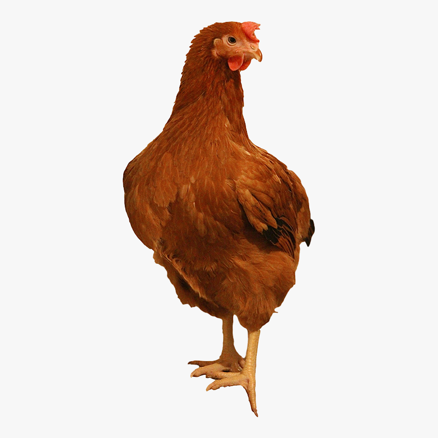 Brown Chicken Png Image Background - Chicken Png, Transparent Png