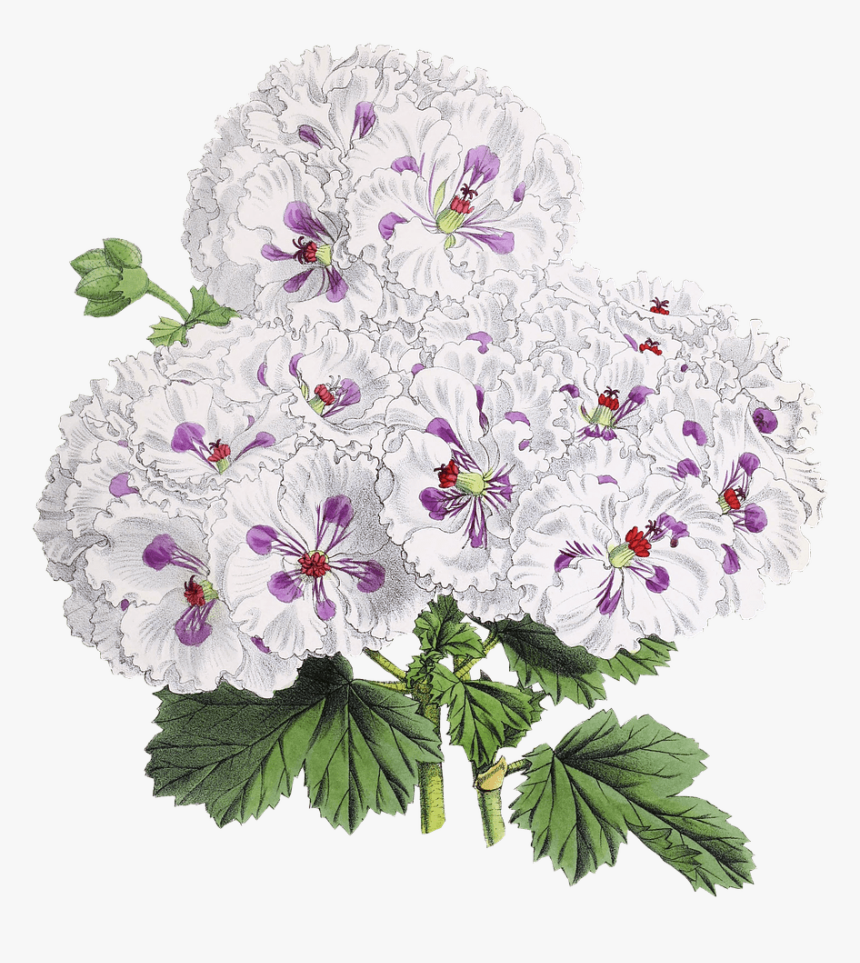 Flor Dibujo - Japanese Flowers Drawing Transparent, HD Png Download
