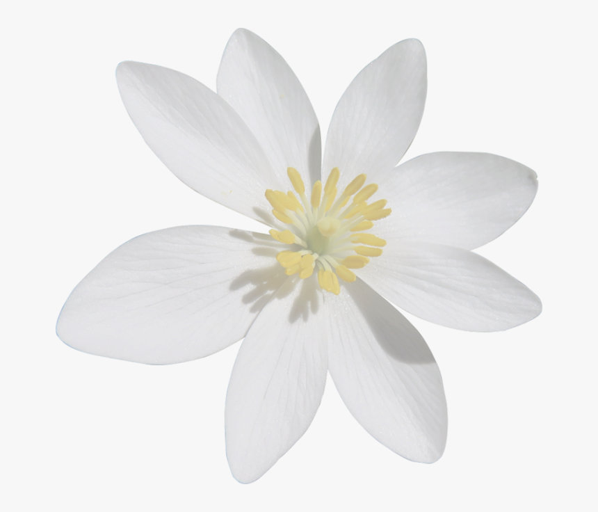 Wildflower - Flor De Cafe Png, Transparent Png