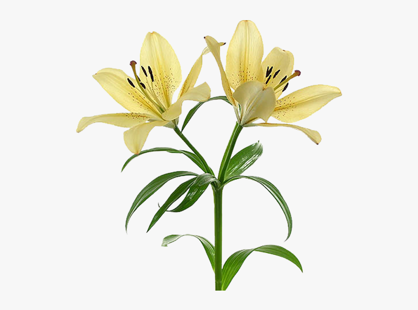 Lirios Dibujos Png, Transparent Png
