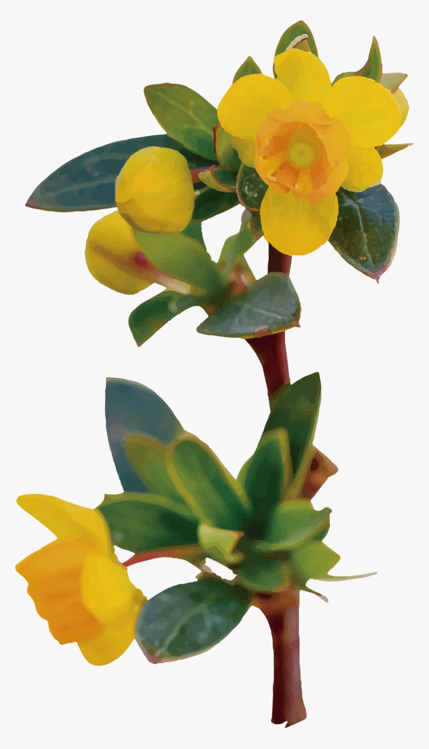 Flor De Calafate Dibujo, HD Png Download