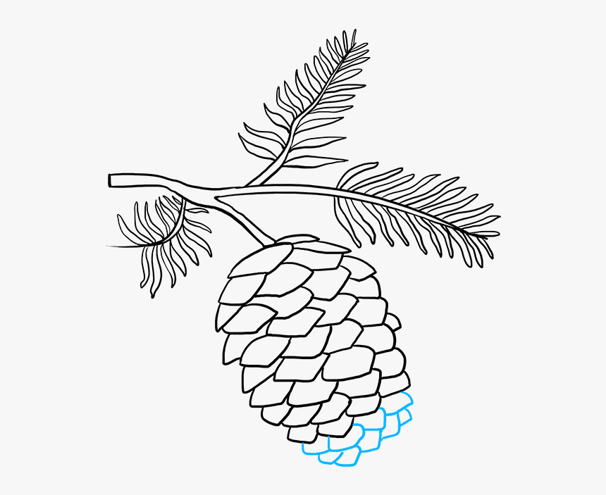 Drawing Of Pine Cones, HD Png Download