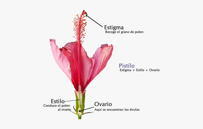 Aparato Reproductor Feminino Flores - Lily, HD Png Download
