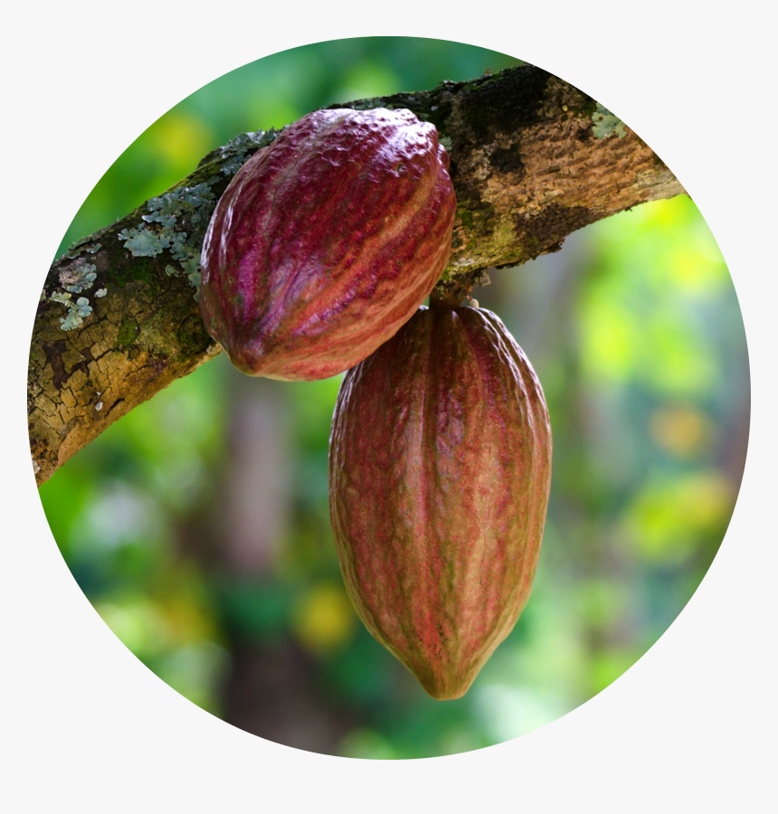 Cacao Png - Cocoa Bean, Transparent Png