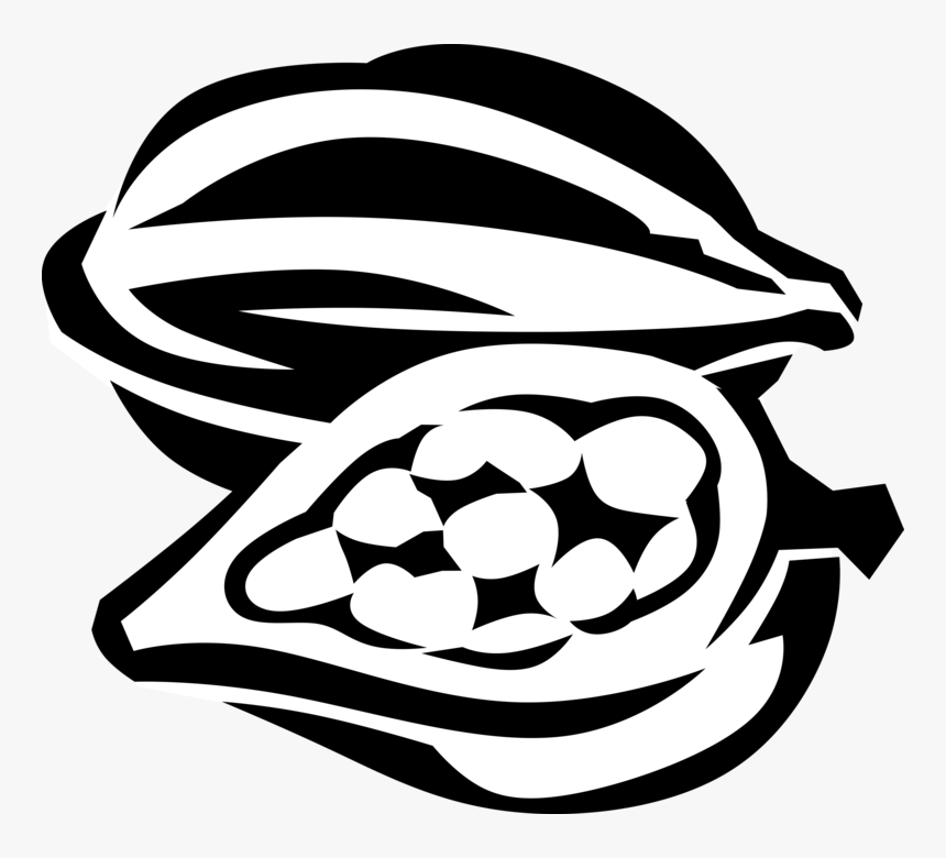 Vector Illustration Of Cacao Pod Botanical Horticulture - Cacao Vector En Png, Transparent Png