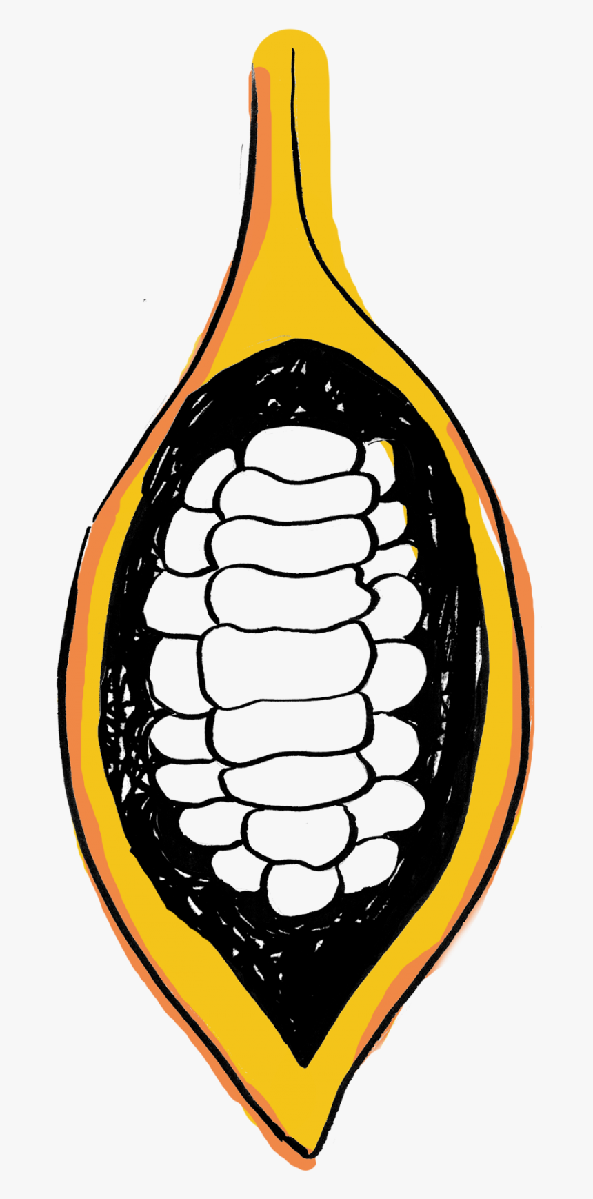 Cacao Pod Split Open Graphic - Cocoa Pod Cocoa Beans Clipart, HD Png Download
