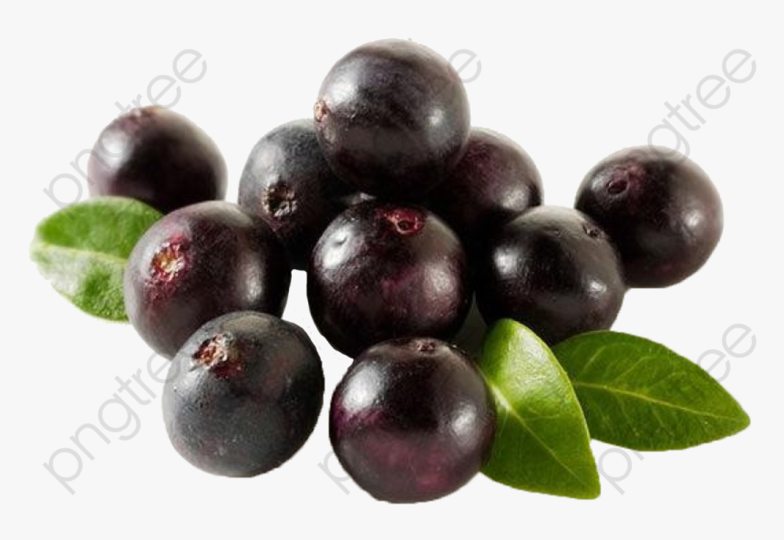 Transparent Black Acai Palm Fruit Png Format Image - Transparent Acai Berries Png, Png Download