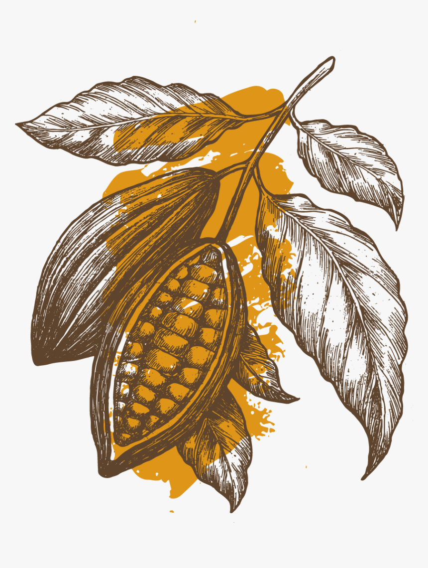 Cocoafruit - Cocoa Plant Chocolate Illustration, HD Png Download