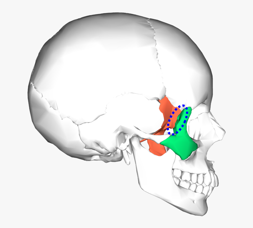 Sphenoid And Zygomatic Bone, HD Png Download