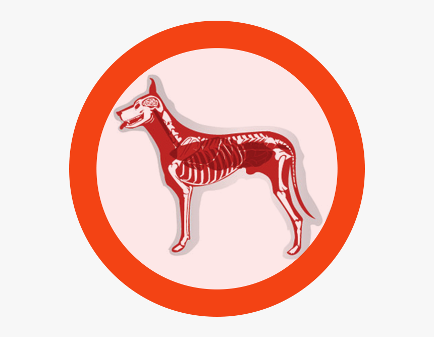 Pets Clipart Dog Bone - Ancient Dog Breeds, HD Png Download