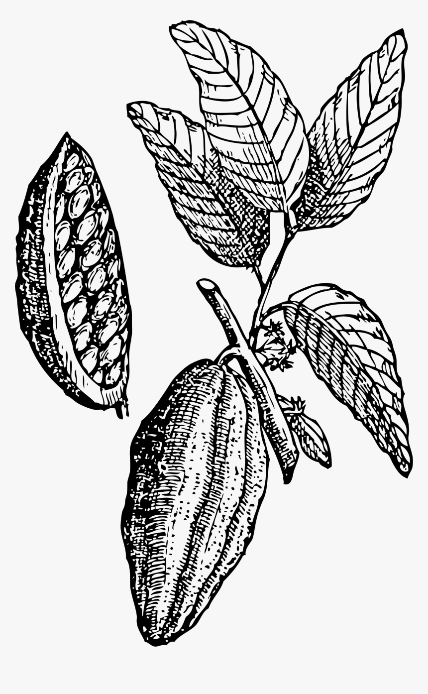 White Chocolate Hot Cocoa - Clipart Cacao, HD Png Download