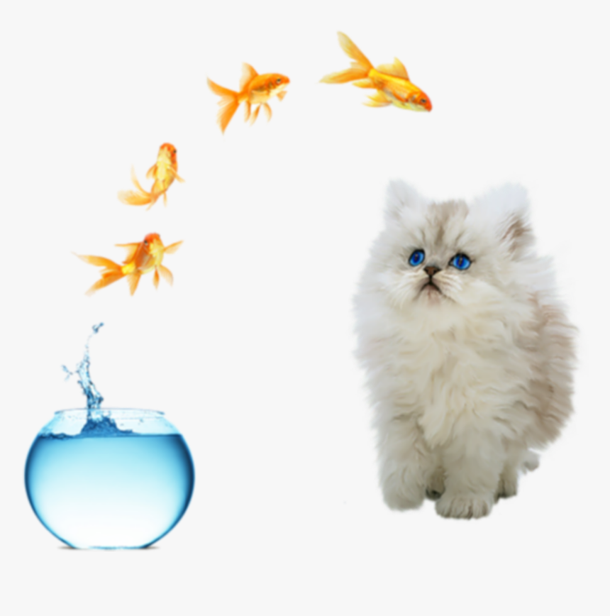#freetoedit #cute #cat #fish Jumping Out Of Bowl - Fish Bowl Jump, HD Png Download