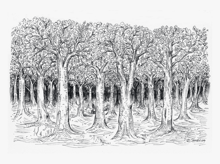 Tree Sketch Png, Transparent Png