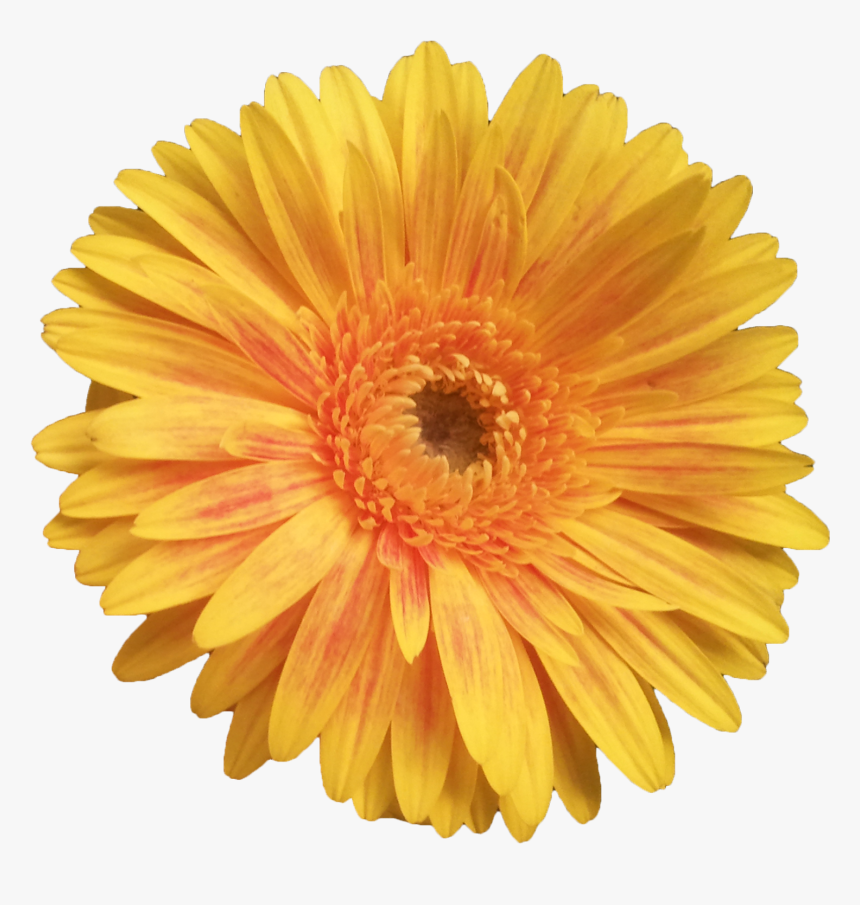 Flores Animadas Png, Transparent Png