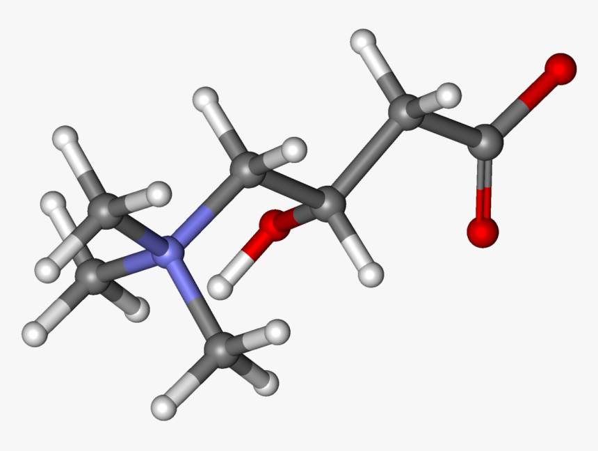 Carnitine Ball And Stick - L Carnitine Molecular Structure, HD Png Download