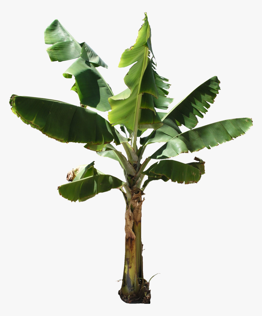 Banana Tree Png Texture Banana Tree Transparent Background, Png