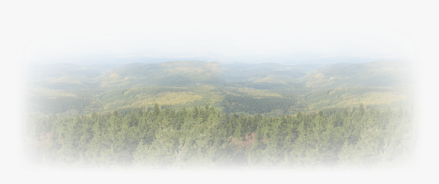 Tree Texture Png, Transparent Png