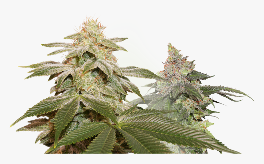 Houseplant, HD Png Download