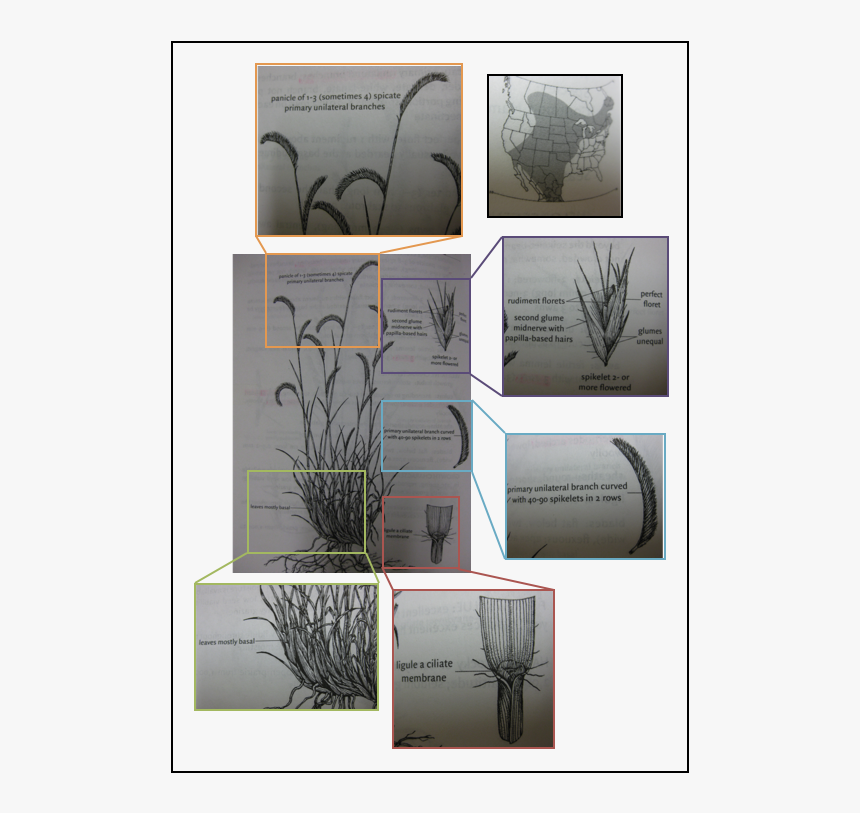 Bouteloua Gracilis, Blue Grama, Grass, Sketch - Tree, HD Png Download