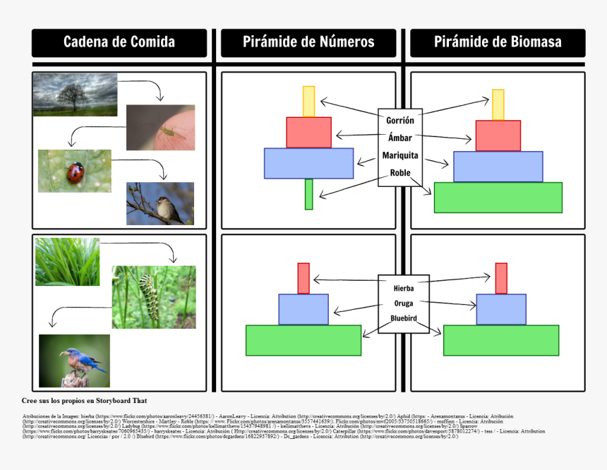 Pirámides De Biomasa Y Pirámides De Números 
 Style - Food Chain, HD Png Download