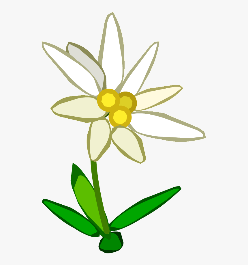 Edelweiss Png - Edelweiss Clipart Png, Transparent Png