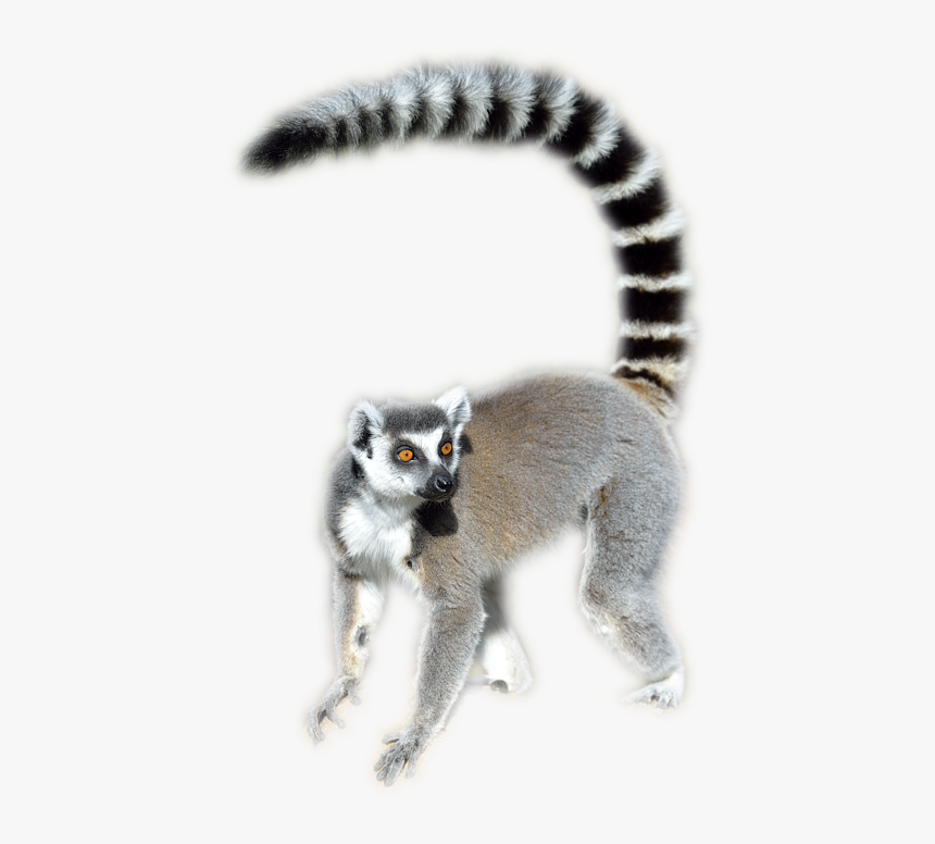 Lemur Png - Ring Tailed Lemur Png, Transparent Png