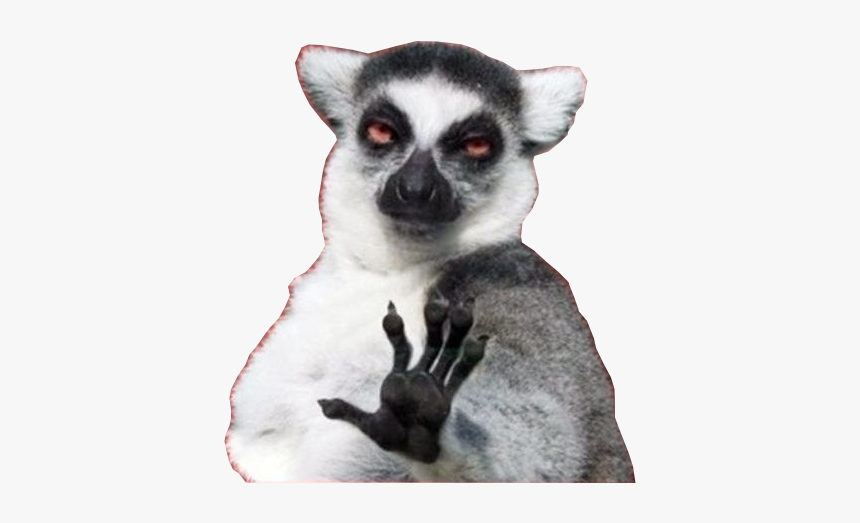 Background Transparent Lemur - Internet Meme, HD Png Download