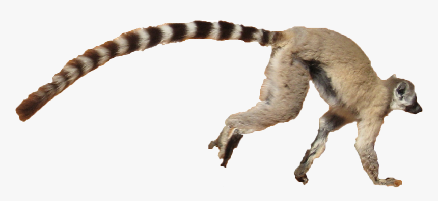 Lemur Png Free Background - Lemur White Background, Transparent Png