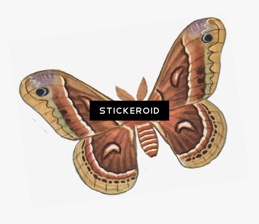 Vector Insects Moth - Silk Moth Clip Art, HD Png Download