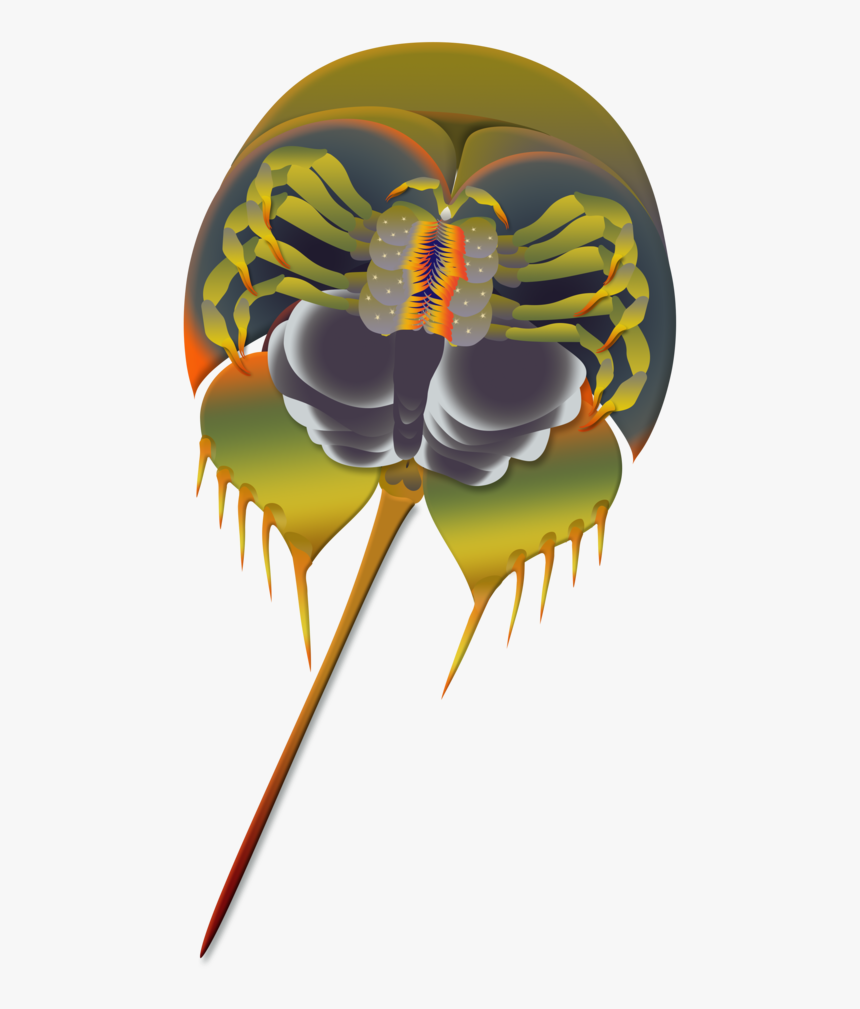 Horseshoe Crab Flattened , Png Download - Illustration, Transparent Png