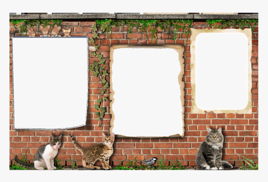 Domestic Short-haired Cat, HD Png Download