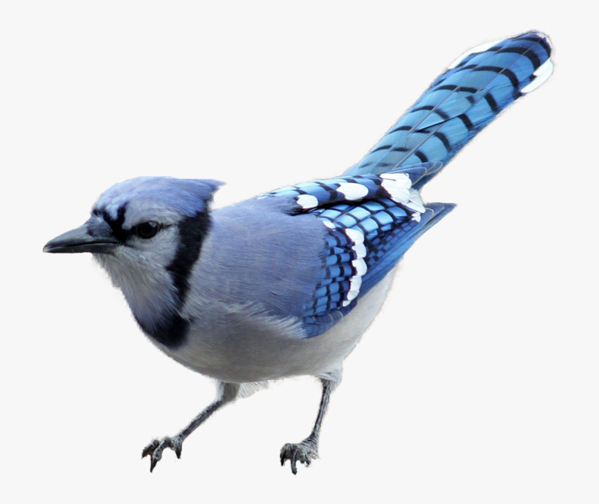 Thumb Image - Blue Jay Transparent Background, HD Png Download