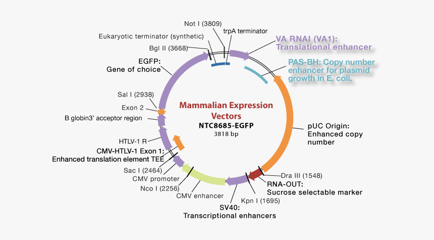 Eukaryotic Expression Vector, HD Png Download