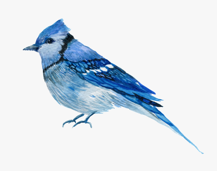 Hand Painted One Only Aura Bird Png Transparent - Blue Jay Transparent Background, Png Download