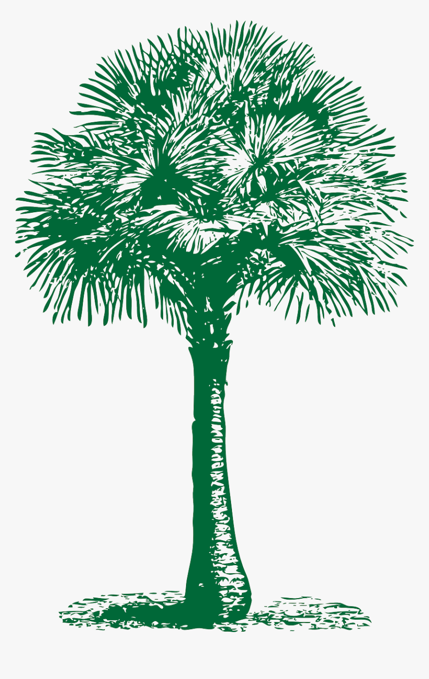 Transparent Palm Png - Tree Fan Clip Art, Png Download