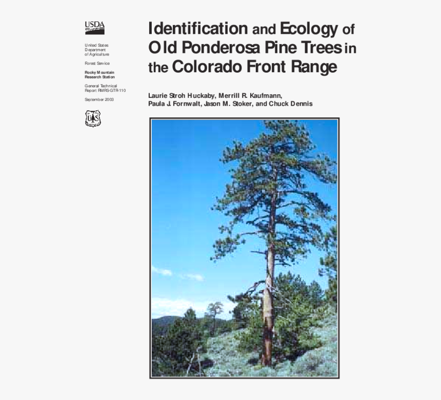 Mexican Pinyon, HD Png Download