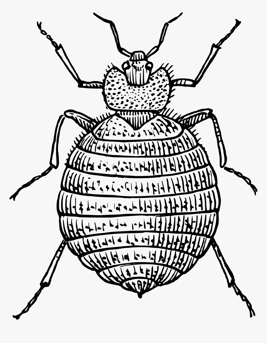 Clipart Bed Bugs Clip Royalty Free Bed Bug Clipart - Bed Bug Clipart Black And White, HD Png Download