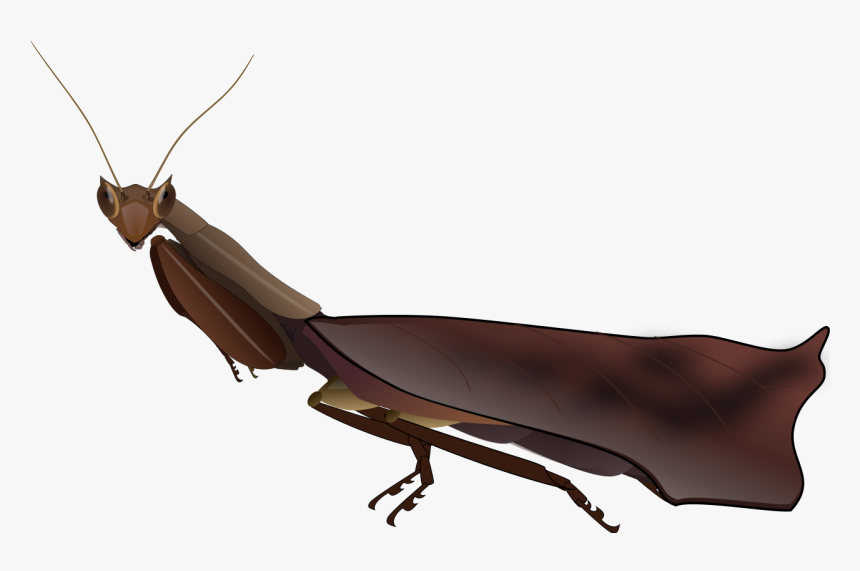 Dead Leaf Mantis, HD Png Download