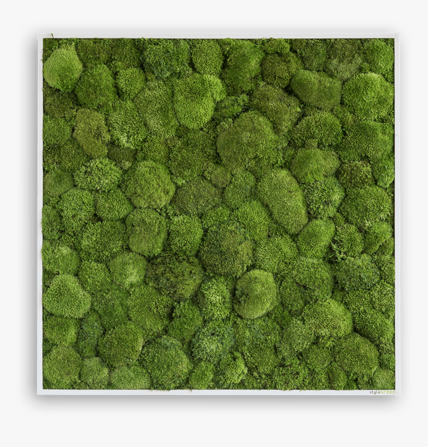 Bun Moss Frame - Mos Dekoration Til Væg, HD Png Download