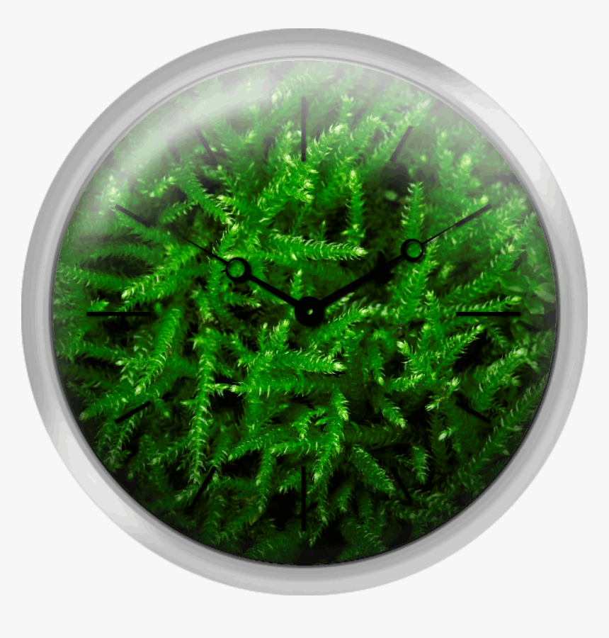 Close Up Of Green Moss - Canadian Fir, HD Png Download