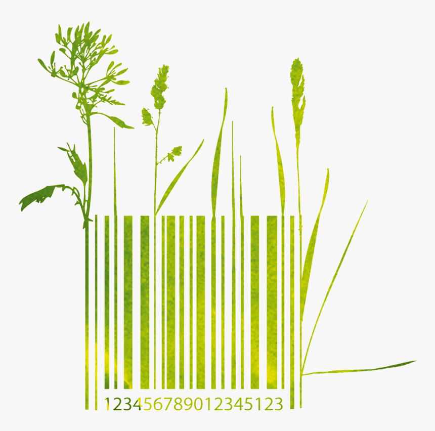 Grass, HD Png Download