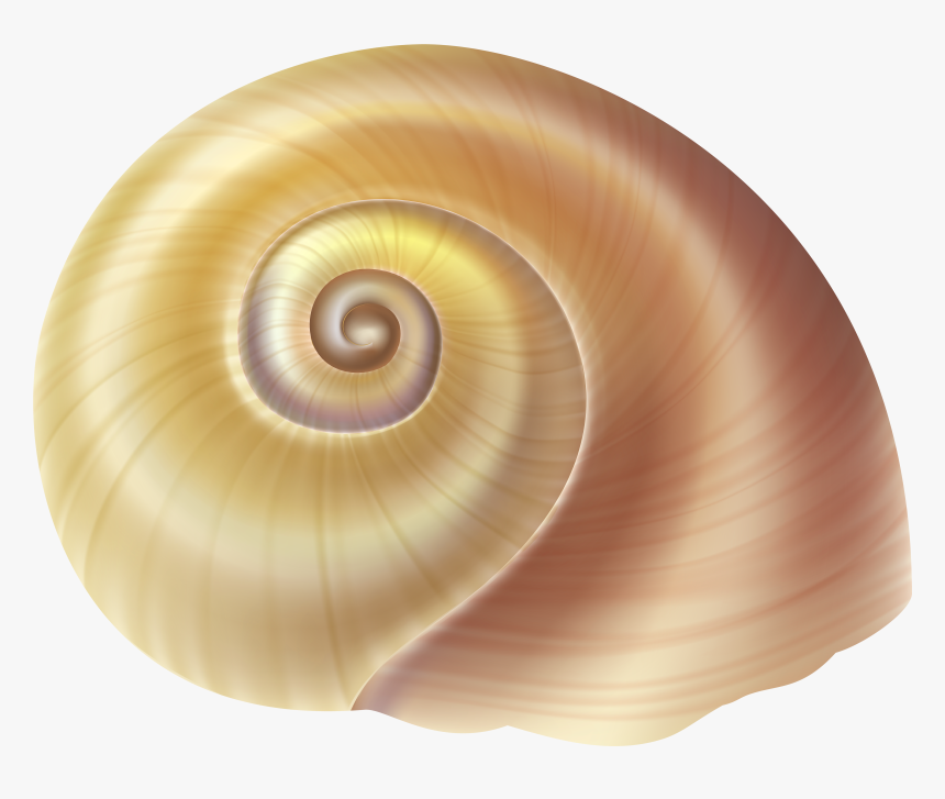 Sea Snail Shell Png Clip Art Image - Transparent Background Seashells Png, Png Download