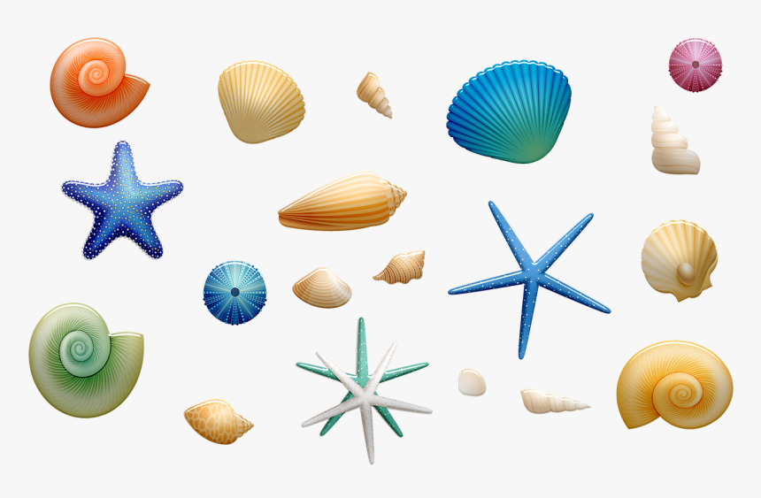 Seashell, HD Png Download