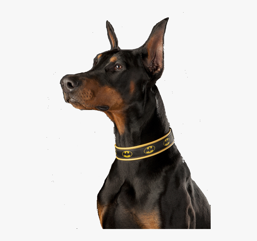 Doberman Transparent , Png Download - Doberman Transparent, Png Download