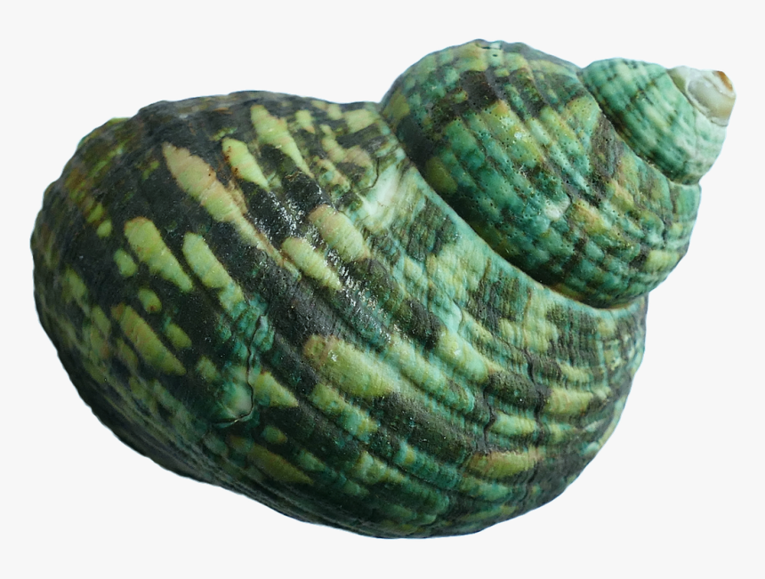 Green Seashell, HD Png Download