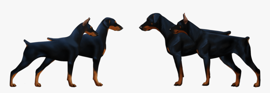 European Doberman Pinscher Vs American, HD Png Download
